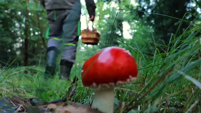 Fly agaric and a mushroom picker with a basket silhouette in the forest.Dangerous poisonous mushrooms. picking mushrooms in the forest. Mushroom season.4k footage