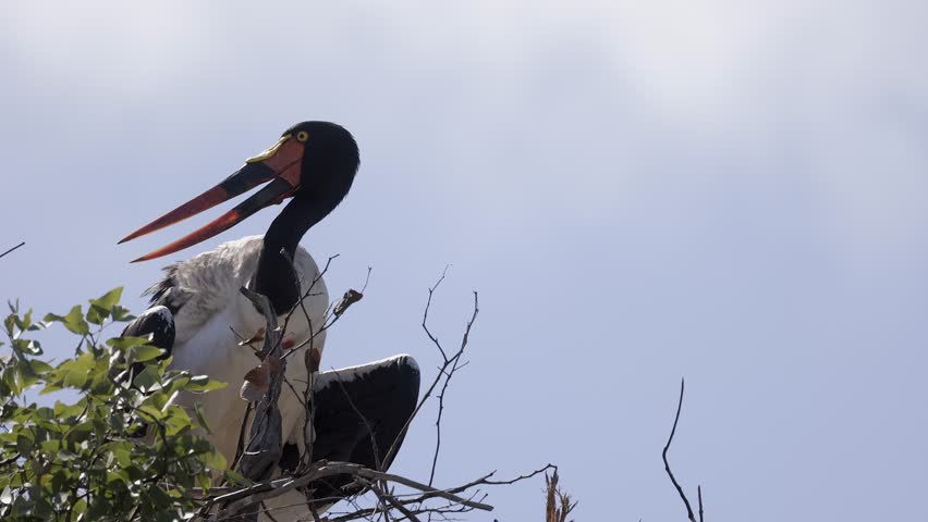 close-up portrait of Saddle-billed stork perched in blue sky tree top