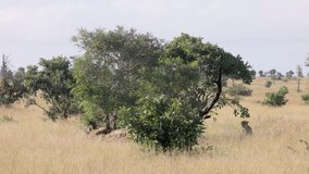 Wide angle: Solitary cheetah calls out in tall savanna grass near tree - Powered by Shutterstock - Get 15% off with code: PIKWIZARD15