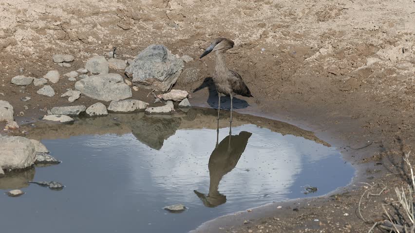 Lone Hamerkop bird at small sandy Kruger pond takes drink of water