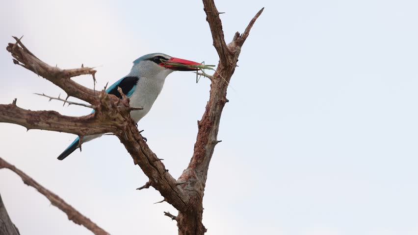 Woodland kingfisher on tree perch tries to swallow large stick insect