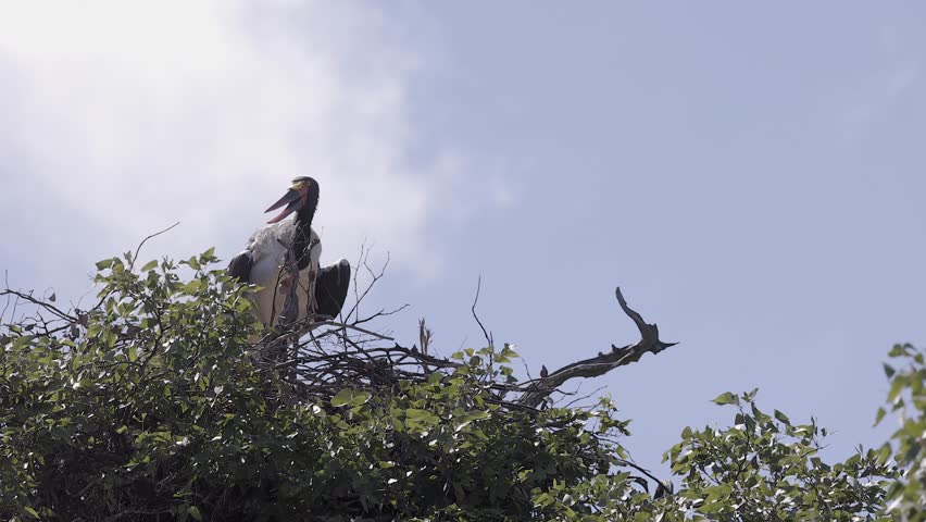 Med CU of Saddle-billed stork in massive tree top nest, sky copy space