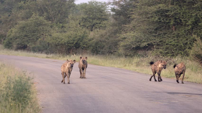 Pack of Spotted hyenas walk down paved road in Kruger National Park