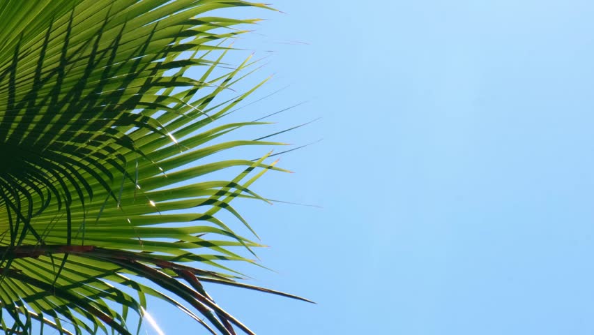 Close up of palm leaf. Tranquility calmness relaxation and wellbeing. Abstract minimal design background decor template mockup. Concept of tropical exotic plant. Warm sunbeam sunlight shadows through