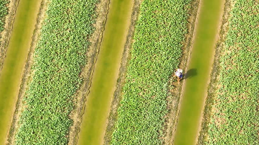 Capturing a worker spraying crops in neat rows, this aerial shot illustrates the detailed attention required in modern farming to ensure proper plant care and crop yield.
