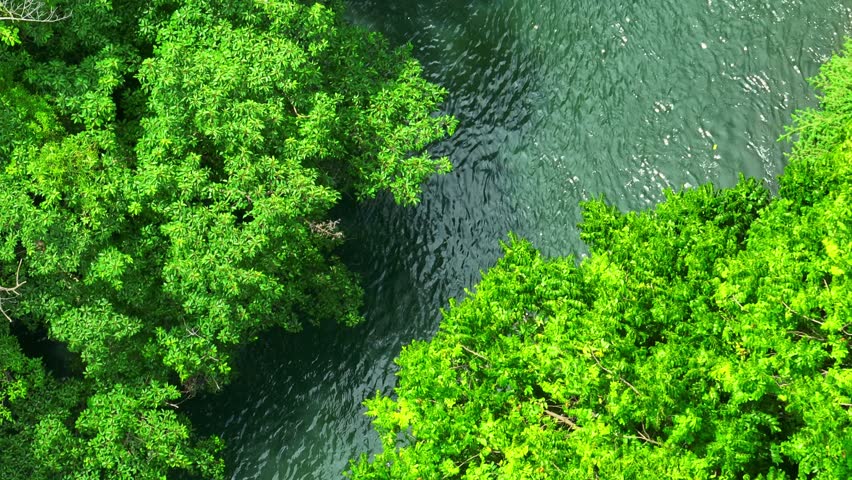 From above, the river meanders through dense greenery, showcasing the harmony between water and forest, vital for the ecosystem’s health and biodiversity in a tropical setting. Thailand.
