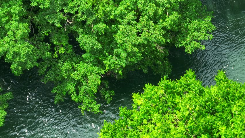 The aerial view reveals a river running through the tropical forest, its ripples creating a serene contrast to the vibrant greenery surrounding it, embodying the vitality of nature. Thailand.
