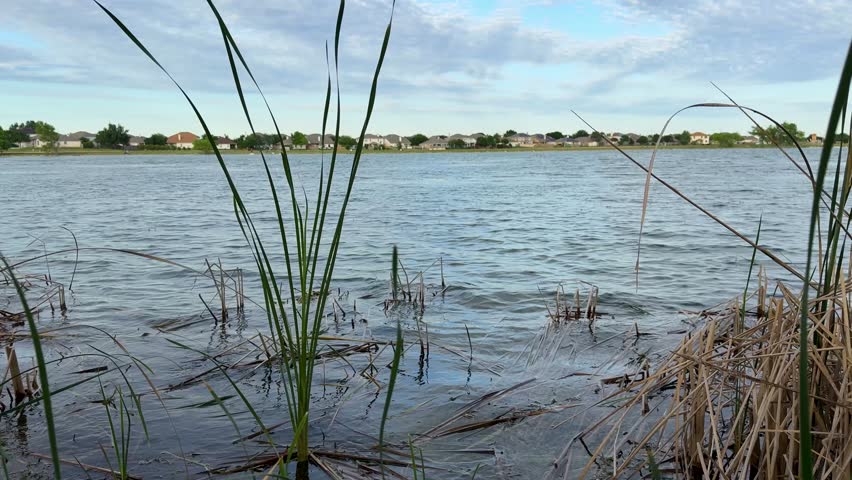 45 Lakeside Reeds Framing Water with Suburban Homes Beyond