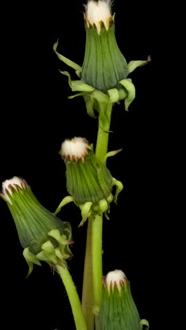Time lapse of dandelion opening against a black background.