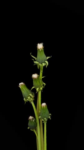 Time lapse of dandelion opening against a black background. Blossoming White Dandelion. Fluffy