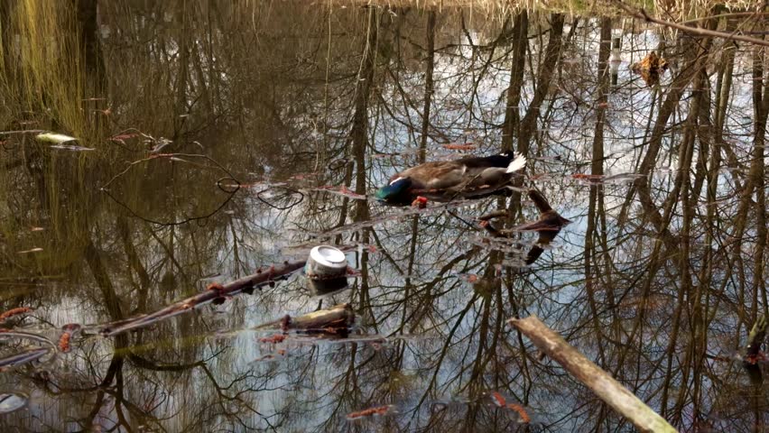 Dead Bird. Water Pollution Toxic Poison. Ecology Disaster. Dead Bird On Water. Eco Catastrophe Climate Change.Natural Disaster Water Pollution.Toxic Water Coastline. Climate Change Ecological Problem 