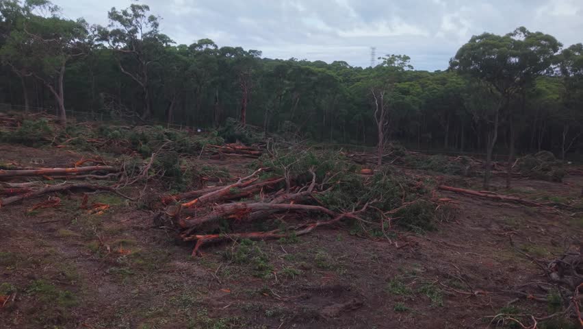 Close aerial pass over lone eucalyptus tree in partially deforested New South Wales landscape