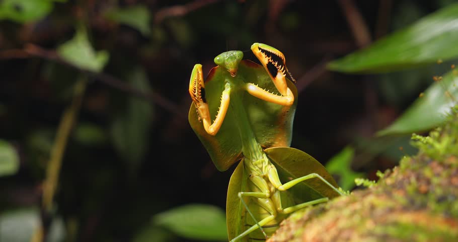 Close-up of a Cobra Mantis raising its forelegs like a boxer, striking a pose in Peru’s rainforest.