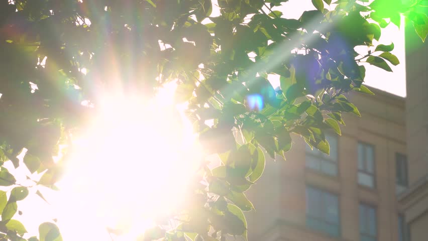Warm sunny leafy morning with sunlight streaming through trees in a vibrant urban setting