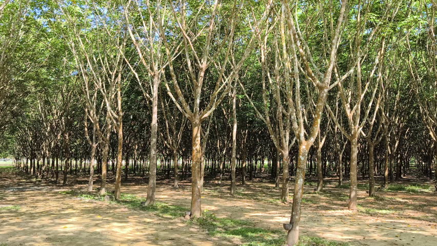 Rubber Plantation Field in Changmai, Thailand