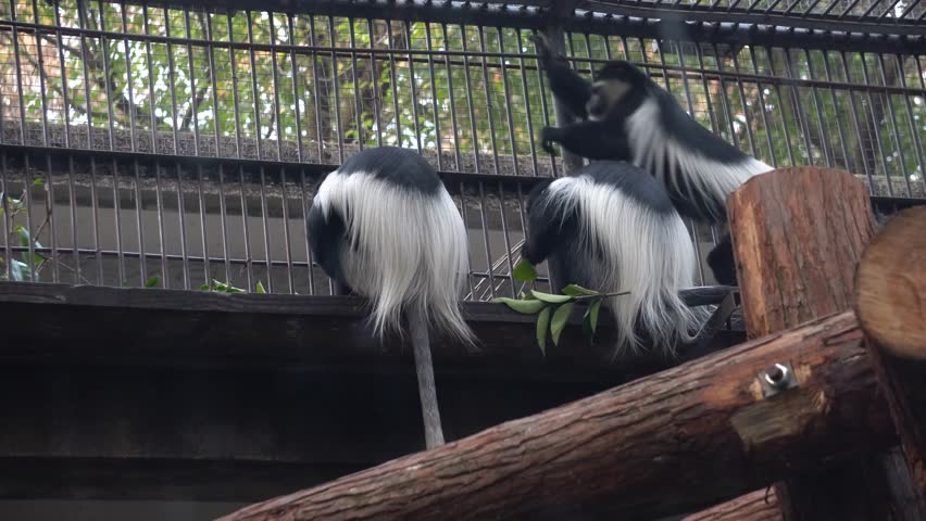 Colobus monkeys explore their habitat and feed on leaves in a vibrant nature conservation setting