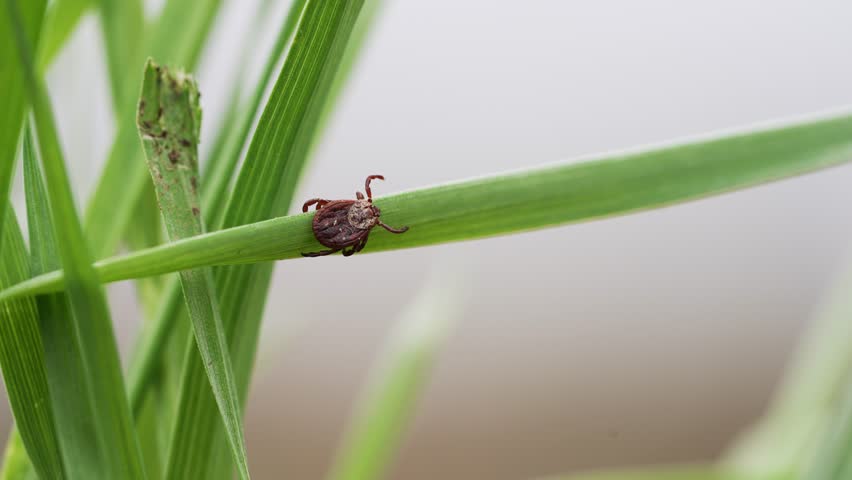 Castor bean tick perching motionless on grass blade, waiting patiently for potential mammalian host, highlighting potential disease transmission risk in natural ecosystem