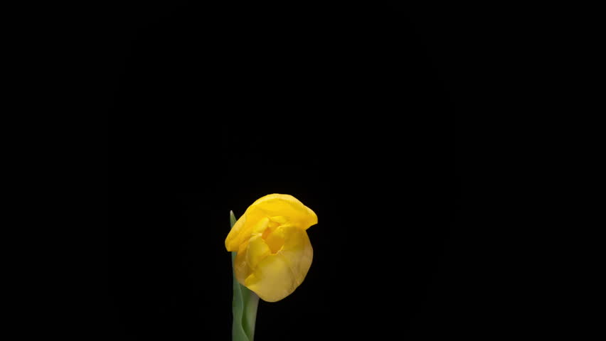Yellow tulip in full bloom on solid black background. Bright petals contrast with dark background, time lapse.