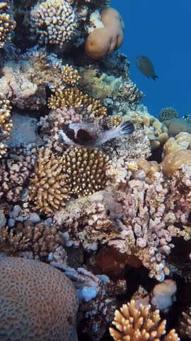 Undersea world. corals. a gray spotted fish swims among the corals. underwater
