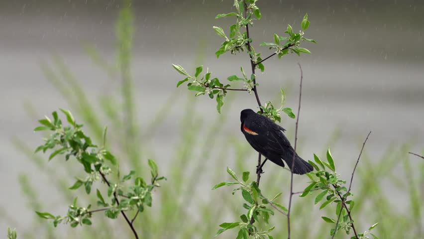 A red winged blackbird perched on the branch of a bush that is blowing in the wind on a rainy day.