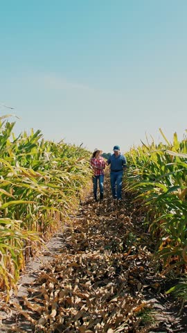 Corn plantation. cornfield. Two farmers, with digital tablet, walking through corn field, between green corn rows. Farmer with tablet. Agribusiness. Corn farm. Harvest time.