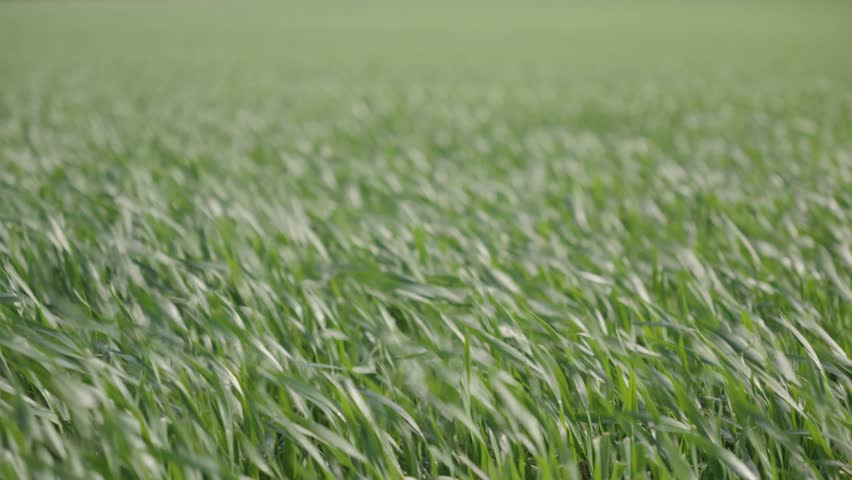 Close Up of Wind blow through green grass, deep focus
