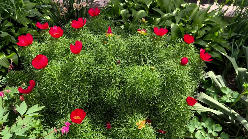 A circle of red flowers in the middle of a garden.