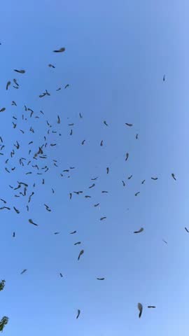 Maple seeds fall and rotate against the sky, slow motion.
