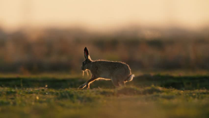 Hare Lepus europaeus, running through golden meadow in warm sunset light, tracking slow motion