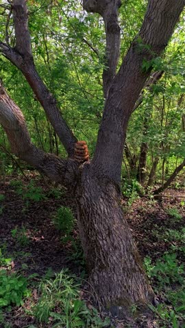 A large tree with a bunch of bees on it's trunk.