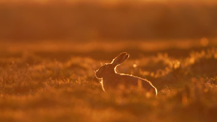 Hare silhouetted against fiery orange fields, golden glow in slow motion at sunset in open grasslands, telephoto static