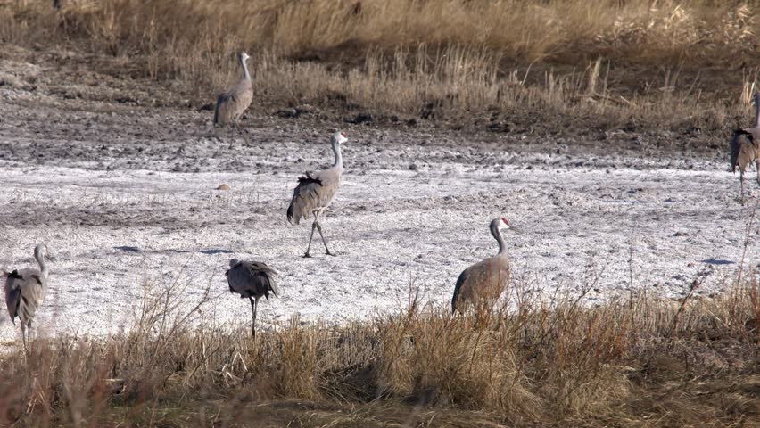 A sedge of large Sandhill cranes walk in dry wetland on windy day