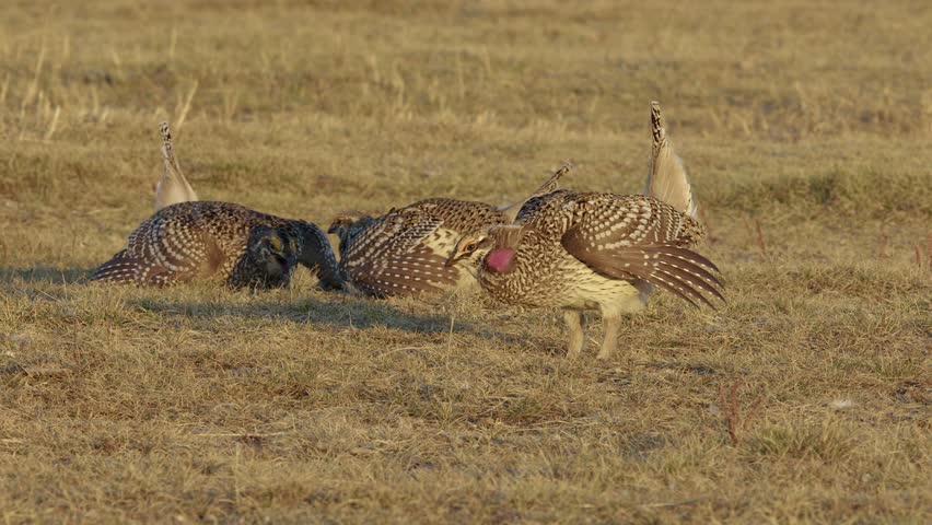 Three Sharp-tailed grouse males dance on golden morning prairie lek