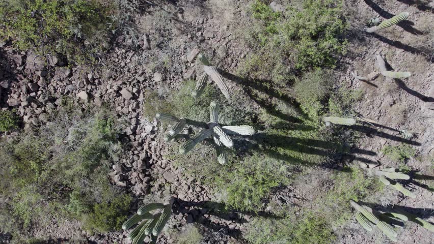 Dolly out with tilt up movement over cactus in desert of Baja California Sur, Mexico