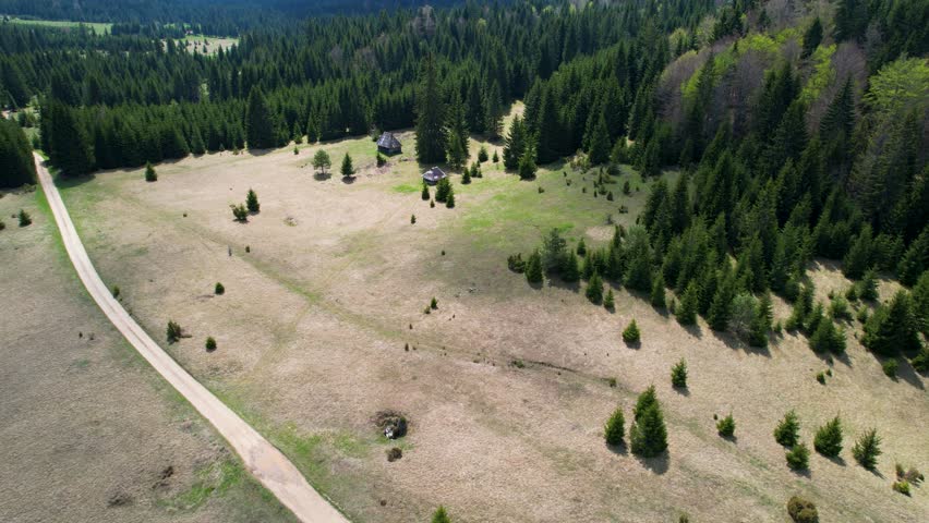 Two small wooden cabins sit in a grassy meadow surrounded by dense evergreen forest, with a mix of large and small trees scattered across the clearing under bright daylight