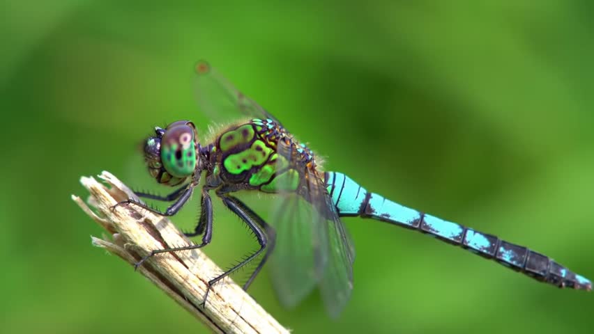 A giant dragonfly is perching on a tree limb somewhere 
