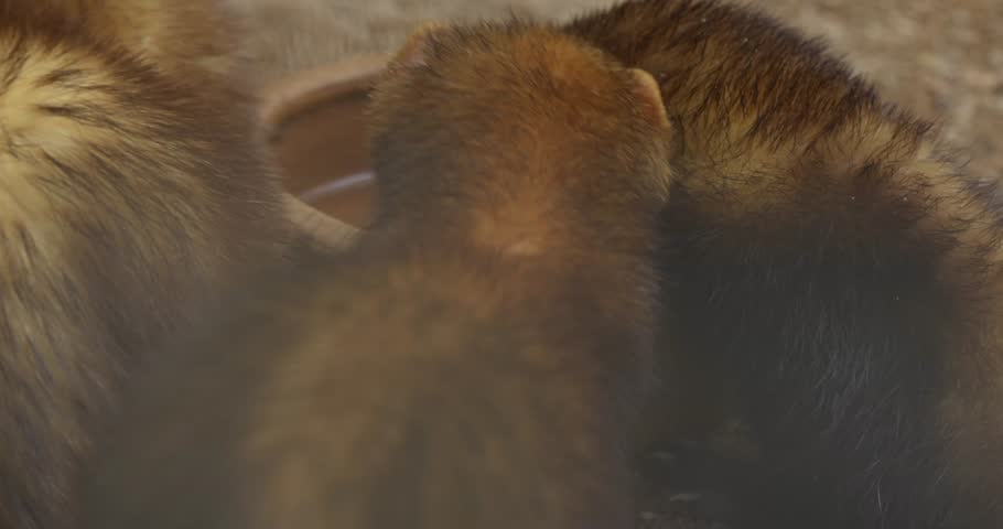 Mustela putorius furo, commonly known as the domestic ferret, is a small carnivorous mammal belonging to the Mustelidae family, which also includes weasels, minks, and otters.