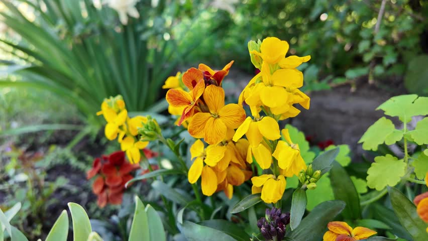 bright orange flowers. yellow-orange flowers in a flowerbed.