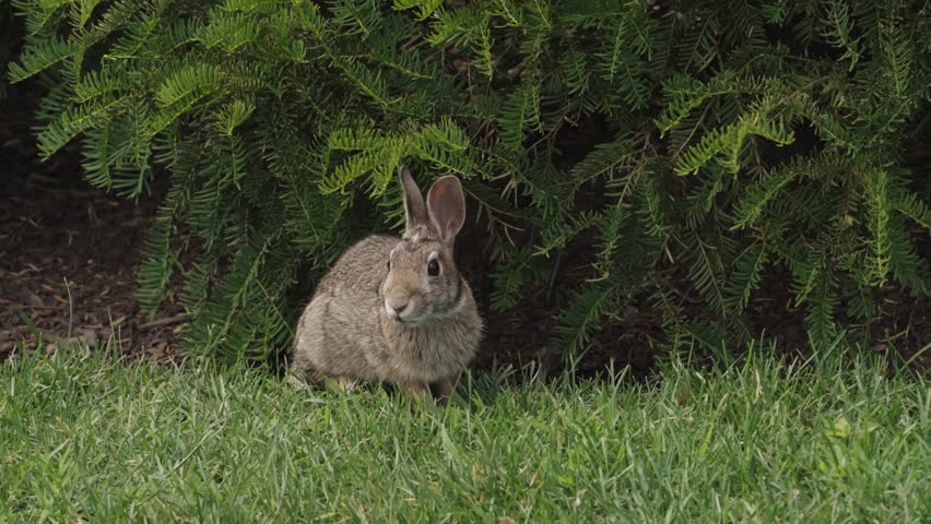 A brown wild rabbit pauses alertly in front of dense green shrubbery, partially hidden in the grass.
