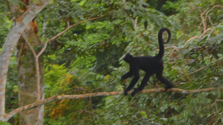A nimble black spider monkey soars branch to branch across the Amazon canopy in Peru eating fruits