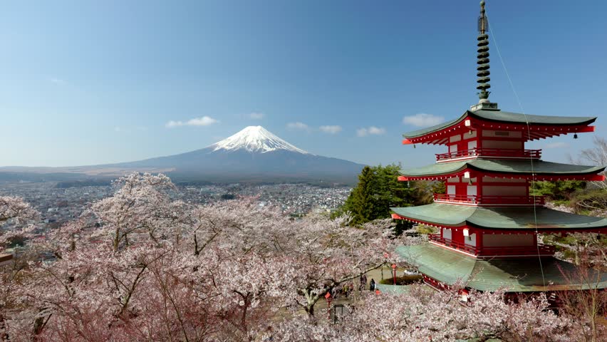 View of Mt. Fuji with cherry blossom (sakura ) in spring from Arakura Fuji Sengen Shrine, in Fujiyoshida, Japan