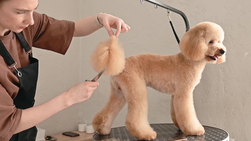 Professional styling of poodle tail in cozy grooming salon, styling adds flair and symmetry, styling details crafted with attention to pet fashion groomer profession poodle grooming grooming practice