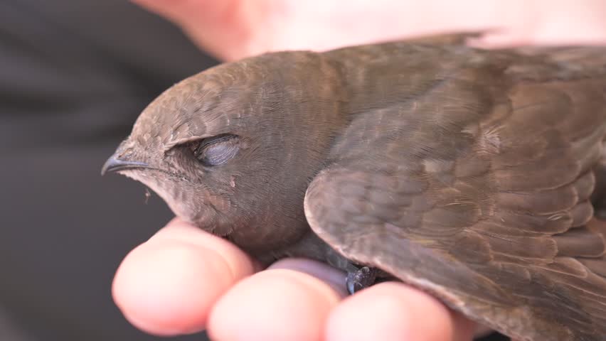 Close-up of ill swift bird resting with eyes closed, showing weakness