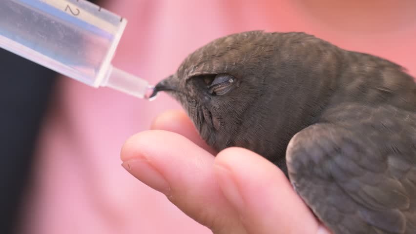 Person hydrating an injured swift bird using a syringe outdoors