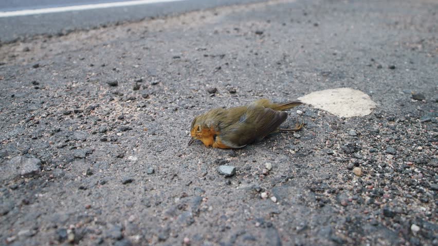 A dead red Robin (Erithacus rubecula) is lying on the side of the highway, a car is passing by. Low camera position. Motor transport as a cause of death of an incalculable number of living beings