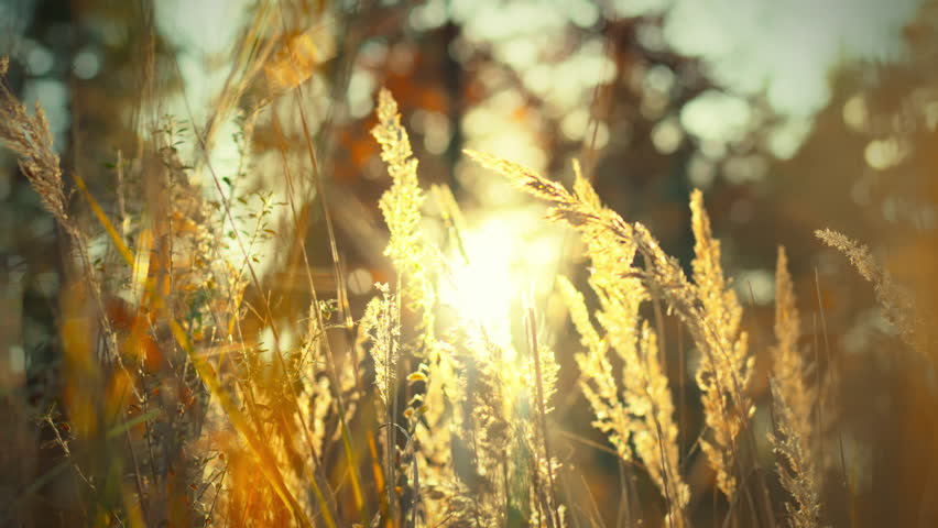 Sunlight gently illuminates tall grass in a tranquil outdoor setting during the evening hours. The warm glow creates a peaceful atmosphere, inviting relaxation and reflection
