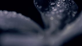 Cinematic macro dolly-in shot of a purple flower covered in delicate water droplets. The flower is softly lit, creating a shallow depth of field and dramatic focus, with a completely black background. - Powered by Shutterstock - Get 15% off with code: PIKWIZARD15