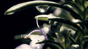 Cinematic shot of a rosemary plant with a water droplet falling in super slow motion onto one of its purple flowers. The frame shows the plant with soft cinematic lighting and shallow depth of field. - Powered by Shutterstock - Get 15% off with code: PIKWIZARD15