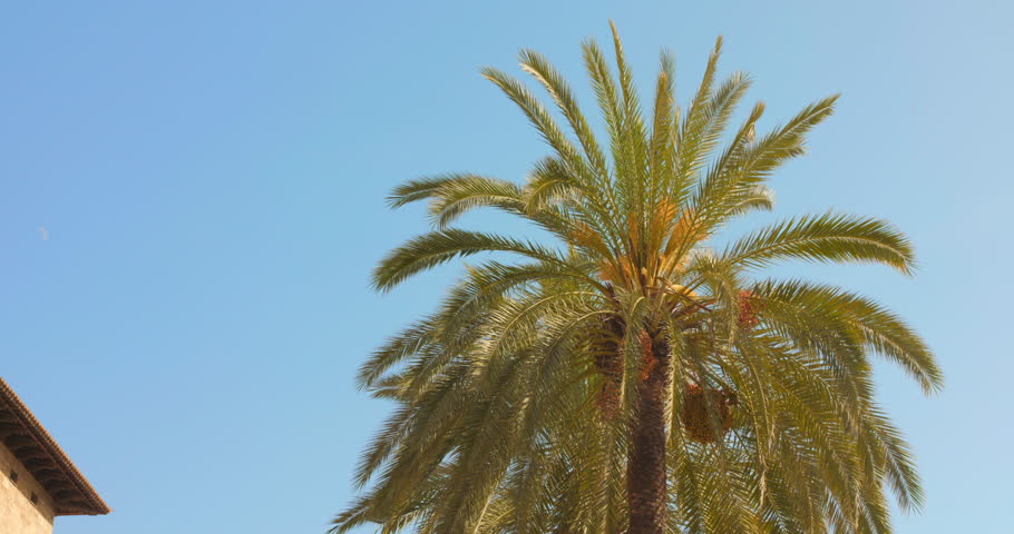 Captivating pan shot of a golden palm tree at sunset in Palma, Mallorca, Spain. Ideal for themes related to travel, vacations, and the beauty of the Mediterranean.