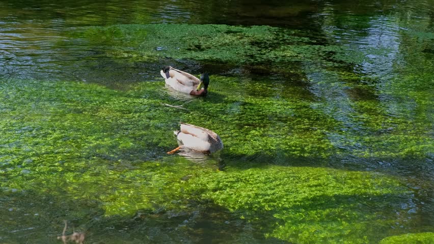 Two mallards swimming and feeding on the River Wensum, a small chalk stream in the Norfolk countryside
